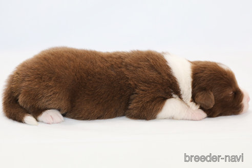 成約済の神奈川県のボーダーコリー-335189の5枚目